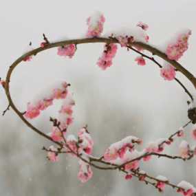 风雨送春归，飞雪迎春到