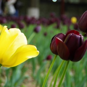 宾得K5 18-135 黑郁金