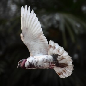 兴庆公园鸟语林打鸟
