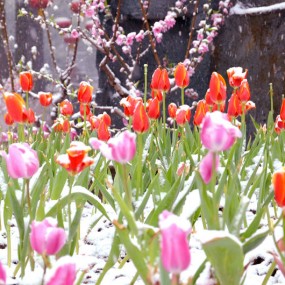 雪后郁金香