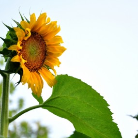 我来一朵---向日葵
