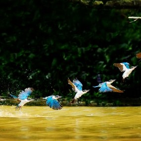 翠鸟：大师作品和朋友的照片