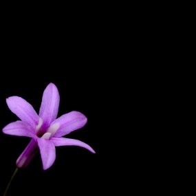 朵朵小花招人爱