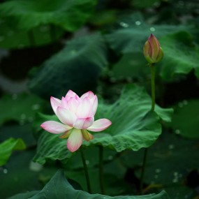 芙蓉园里芙蓉艳