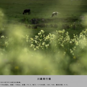 这个夏天，心随经幡飘扬--川藏青行摄记( 长帖 )