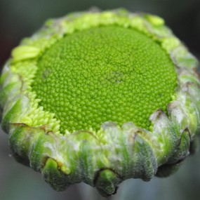 秋菊-航海王基德