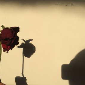 我并不只是花朵