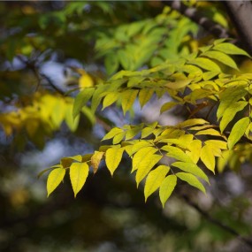 初冬的叶子-13年暖冬