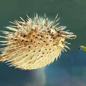 满身长刺的可爱鱼鱼