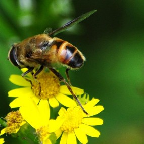 高山上的小蜜蜂