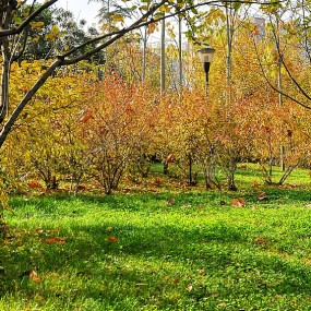 遍地“黄金”醉煞人