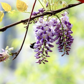 紫藤