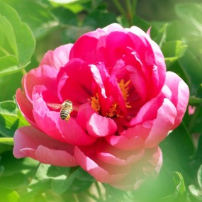 斗胆发下卡片机拍的牡丹---西安牡丹苑