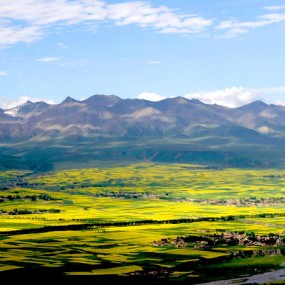 青海门源油菜花