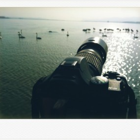 【iphone拍天鹅】