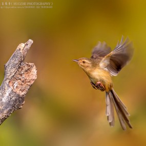 自在娇莺恰恰啼