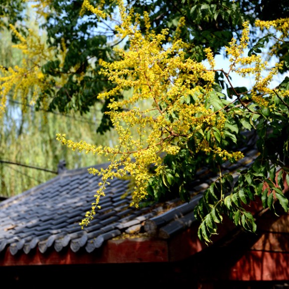 黄花易落