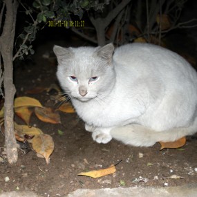 有种生命叫做流浪   大结局