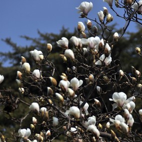 大庆路摄白玉兰