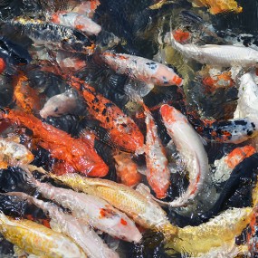 此贴谁看  谁吉祥如意  年年有余  嘿嘿~~~