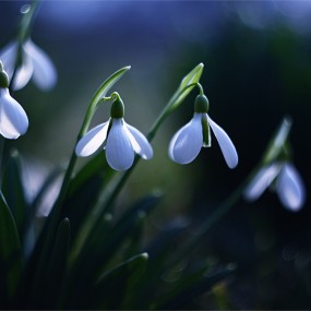 森林里的植物世界（2）