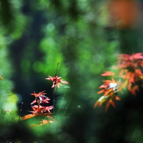 大雁塔找秋似乎没找见