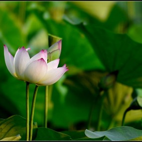 又是一年荷花开