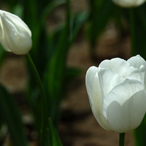 白色的【郁金香】