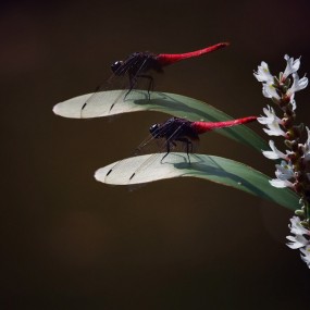 眷影双双-【航海王基德】