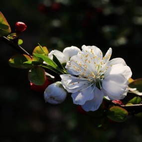 单瓣樱花早早开