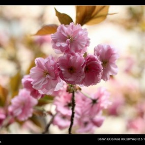 加了CPL后，适马50mm1.4更难驾驭