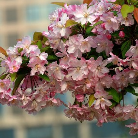 层层围珠玑   团团锦绣簇