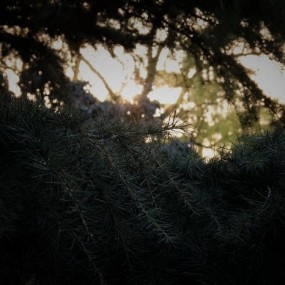 樱花啊！LOMO啊！