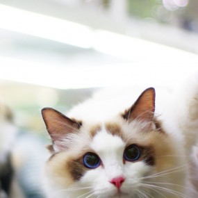 喵星人二_航海王基德