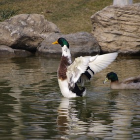 无修改 运动公园 新手多支持 ！！！器材 宾得KR 镜头55·300