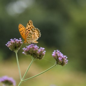 蝴蝶-航海王基德