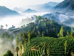 茶山云雾