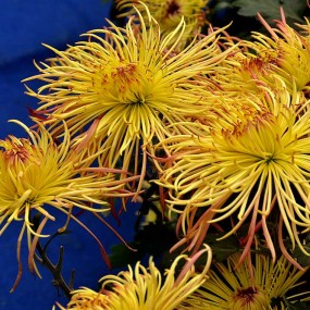 植物园室内菊花展之二