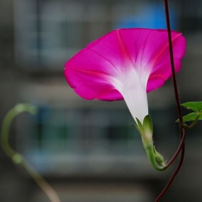 我家阳台上的牵牛花
