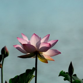 绿色荷叶配红荷