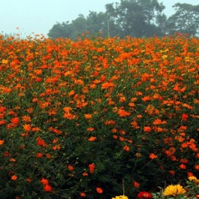 山花烂漫醉人眼