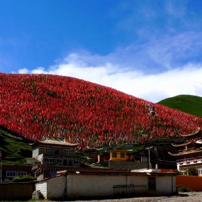 【魅力甘南】15℃夏天的甘南