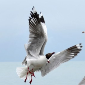 青海湖鸟岛，鸟儿的天堂，摄影爱好者的天堂。
