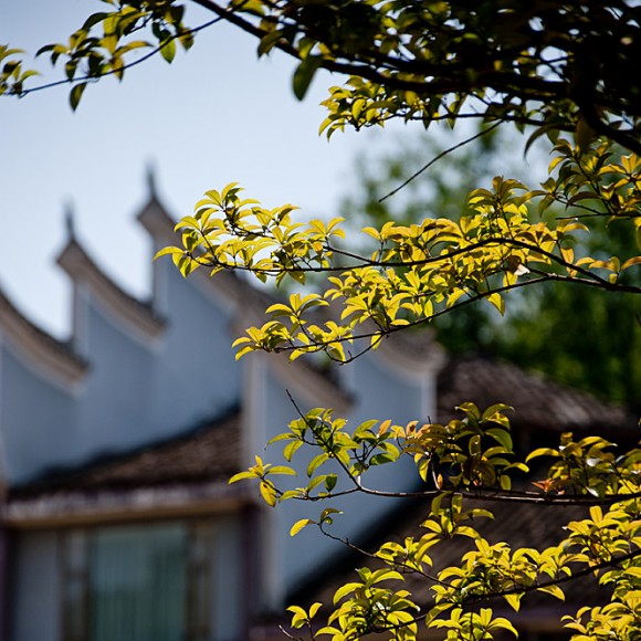 凤凰印象（一）