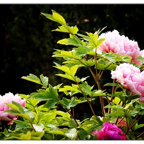 【习 拍】 高 贵 典 雅 牡 丹 花