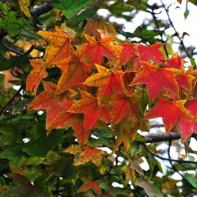 霜叶红于二月花