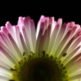 被光线打透的花朵