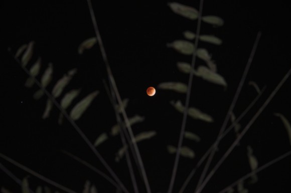 几张月食，请大家批评指正！