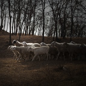 走在餐桌的路上