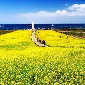 最值得留恋的十片花海，90%的人还不知道！